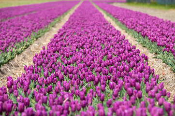 Tulip fields in the Bollenstreek, South Holland, Netherlands