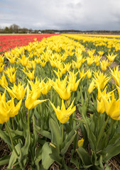 Fototapeta premium Tulip fields in the Bollenstreek, South Holland, Netherlands