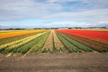 Photo sur Plexiglas Tulipe Champs de tulipes du Bollenstreek, Hollande méridionale, Pays-Bas