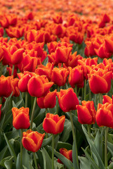 Tulip fields of the Bollenstreek, South Holland, Netherlands