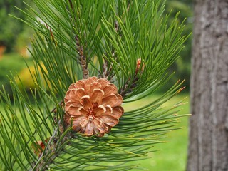 Pine cone in spring forest © Agnieszka