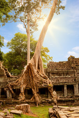 Amazing Spung tree covering the ruins of Preah Khan temple. Built in the12th century for King Jayavarman VII, Angkor, Cambodia
