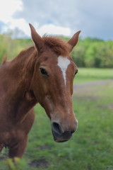 Obraz na płótnie Canvas Horse in a pasture