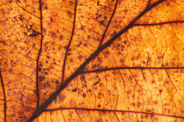 Bright dry autumn leaf close-up