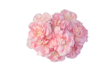 Bouquet of  pink Carnations isolated on a white background. Mother's Day greeting card. Flower Gift.