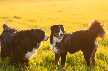 Fototapeta na wymiar Bernese Mountain Dogs on a walk