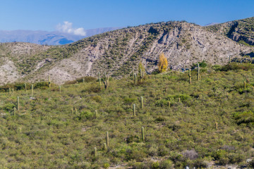 Fototapeta na wymiar Landscape with cacti near Amaicha del Valle, Argentina