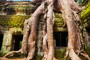 Ta Prohm temple. Ancient Khmer architecture under the giant roots of a Spung tree at Angkor Wat...