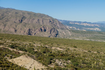 Fototapeta na wymiar Landscape with cacti near Amaicha del Valle, Argentina