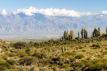 Landscape with cacti near Amaicha del Valle, Argentina