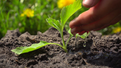 Close-up Of A Person Hand Watering To Small Plant Focus