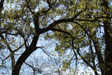 tree and the sky