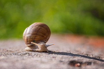 Snail moving slowly on the rock in the green grass