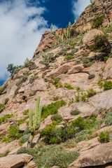 Rocks and cacti in Quebrada del Colorado near Cafayate, Argentina