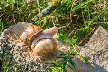 Snails climbing on the rock in the green grass