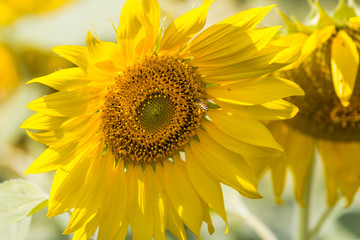 Sunflower and bee sucking nectar