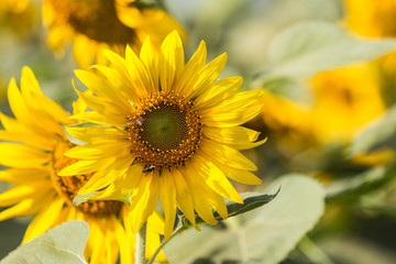 Fototapeta premium Sunflower and bee sucking nectar