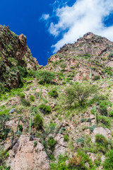 Cacti in Quebrada del Colorado canyon near Cafayate, Argentina