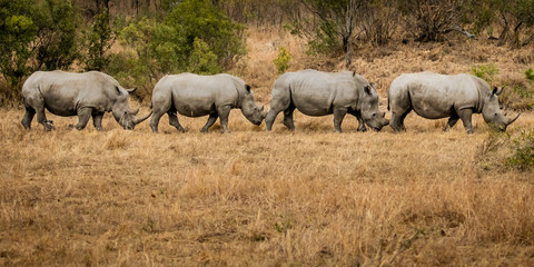 Rhino Train on the Move