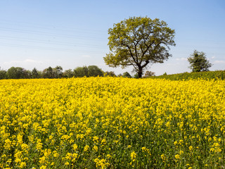 Beautiful sunshine on Rape Seed field near Knutsford, Cheshire, UK
