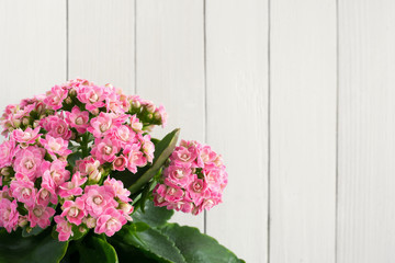 Kalanchoe Flowers on White Wooden Background