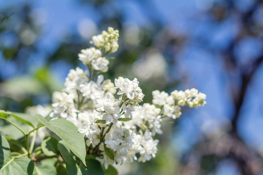 Beautiful blooming white lilac branch