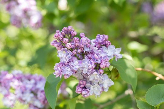 Beautiful blooming purple lilac branch