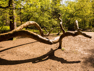Recent storm damage to tree at Alderly Edge, Cheshire, UK