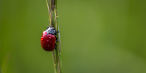 Pappelblattkäfer nach regen auf einem Grashalm