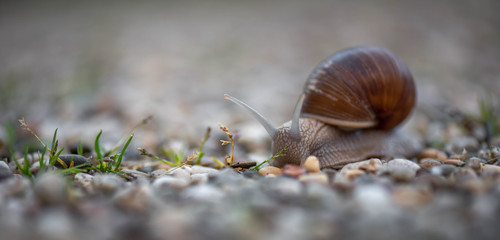 Weinbergschnecke nach regen