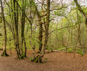 Fototapeta premium Early summer woodland at Alderly Edge, Cheshire, UK