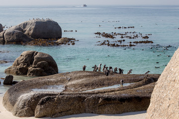 Penguins at Boulders Beach, South Africa