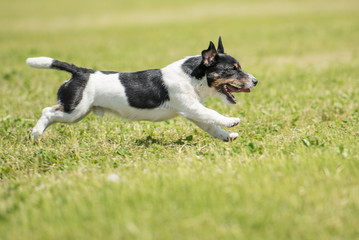 Naklejka na ściany i meble Hund rennt über eine abgemähte grüne Wiese - Jack Russell Terrier Rüde