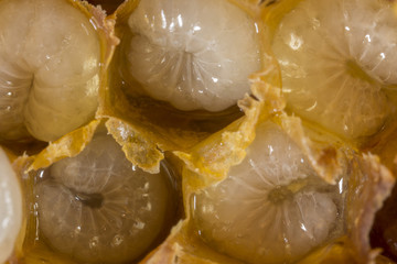 nymph of bee - Development of bee larvae