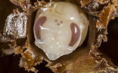 bee nymph - Development of bee larvae,