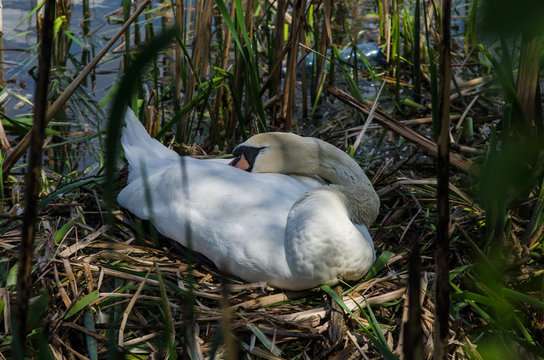Swan incubates eggs in the nest