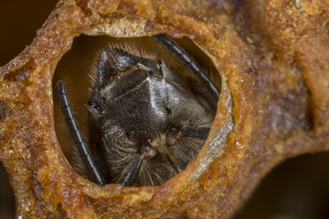 Bee development - hatching, 4: 1 magnification, microscopic image
