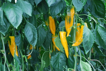 Paprika Spitzpaprika gelb Anbau Pflanze Gewächshaus Gemüse Blatt scharf Paprikapflanze bestäuben...