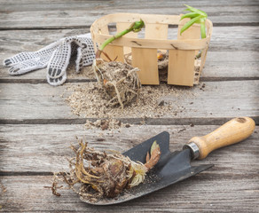 Bulbs   of lilies Asiatic hybrids