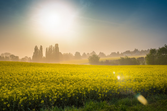 Rapsfeld am Morgen