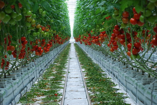 Tomaten Gew&auml;chshaus Tomatenzucht Tomate Bienen Landwirtschaft N&uuml;rnberg Tomatenpflanze Zweckverband Wasserwirtschaft Wasser Knoblauchsland Ernte reifen Ertrag Bio Bioanbau Veggi Vegetarisch Bew&auml;sserung
