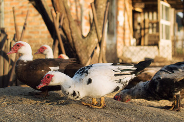 Fototapeta premium Muscovy duck family