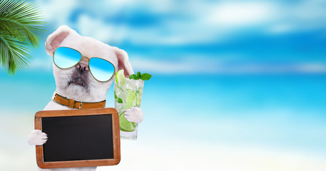 Dog wearing sunglasses relaxing in the sea background.  Dog holds blank blackboard .
