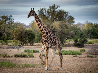 Walking Giraffe in the Savanna, South Africa