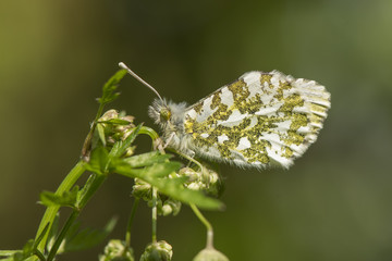 A female Orange-tip butterfly roosting.