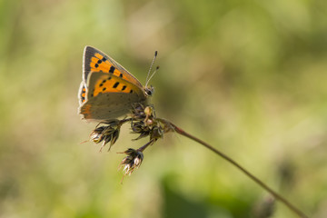 Fototapeta na wymiar A Small Copper butterfly resting.