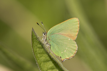 A Green Hairstreak butterfly basking.