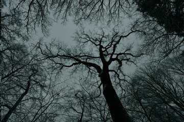 Dark trees