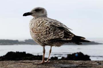 Seagull in Essaoiura