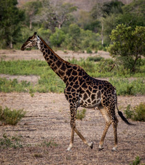 Naklejka na ściany i meble Giraffe in South Africa, Sabi Sabi